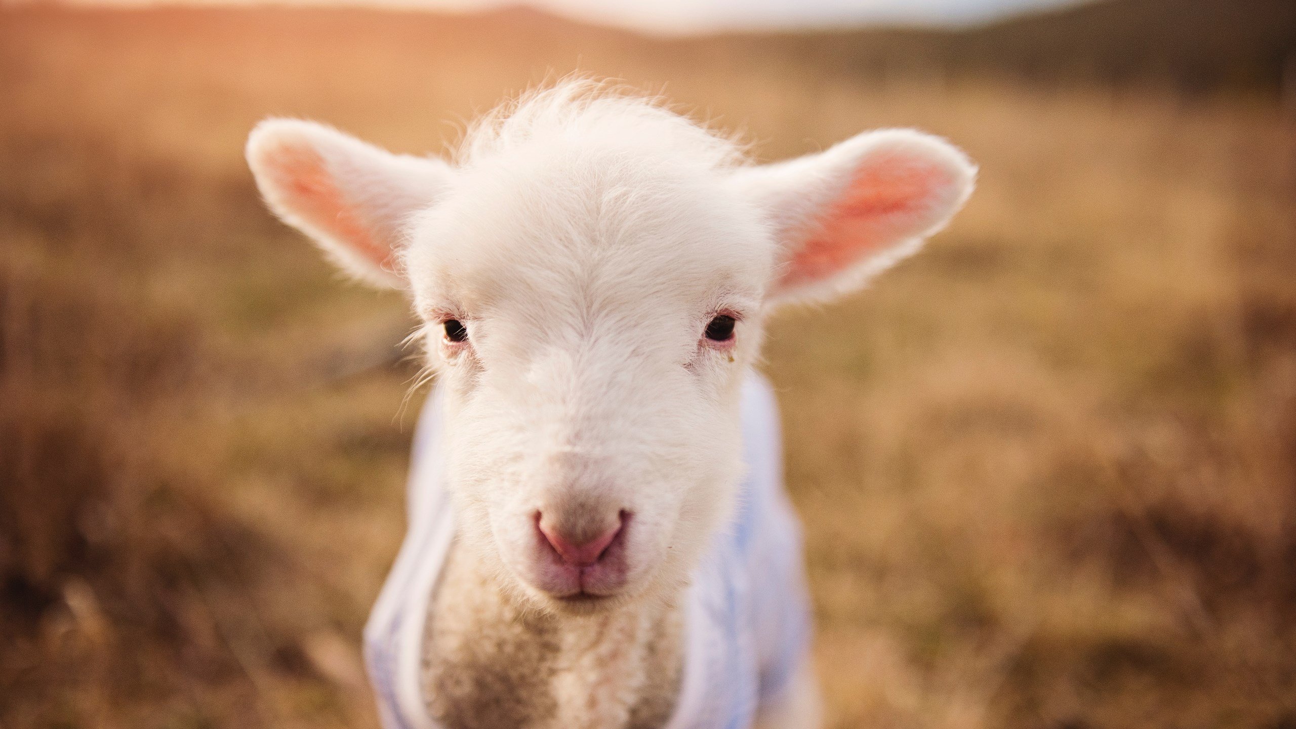 智利稳稳拿下皇家社会,罗德里成为关键先生